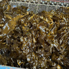 Kelp Raw Material