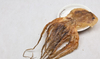 Dried Octpous