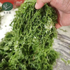 Salted Gracilaria