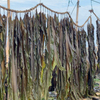 Kelp Raw Material