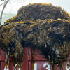 Kelp Raw Material