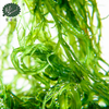 Salted Gracilaria