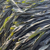 Kelp Raw Material