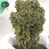 Salted Sargassum