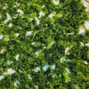 Ulva Raw Material